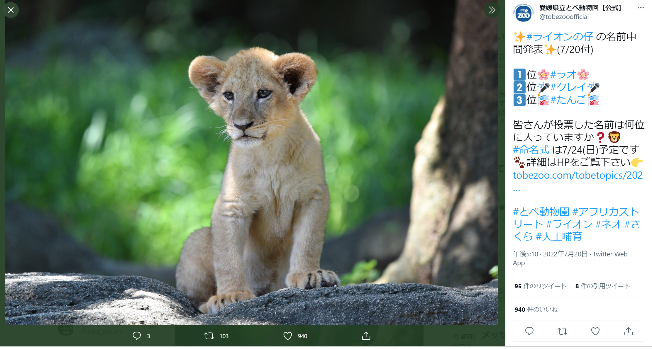 愛媛県立とべ動物園のライオンの仔の写真のキャプチャ画像