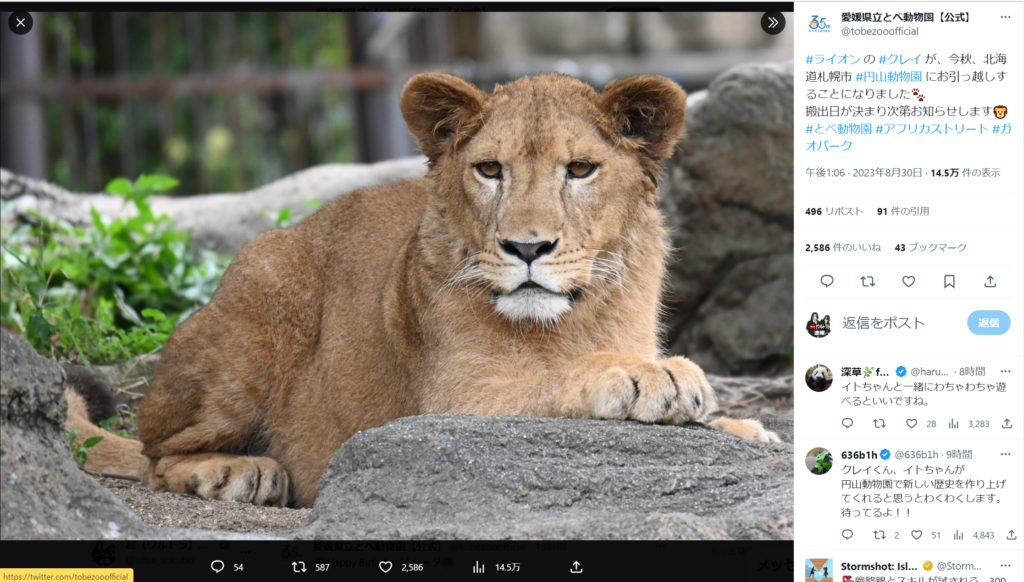 愛媛県立とべ動物園から札幌市丸山動物園に移送される「クレイ」の写真